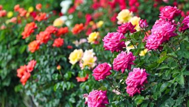 The Secret Behind Barbra Streisand’s Latest Rose: “I Never Expected This to Happen in My Garden…”