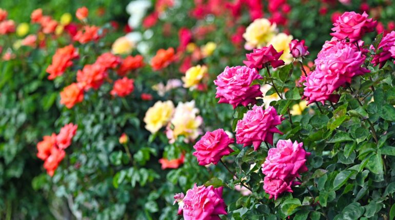 Barbra Streisand DIY Gardening Garden Flowers New Varieties Plant Breeding Roses 