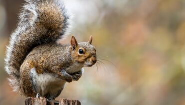 These 8 Plants Are Like Candy to Squirrels – Remove Them and Watch Your Garden Thrive