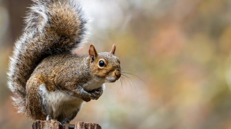 These 8 Plants Are Like Candy to Squirrels – Remove Them and Watch Your Garden Thrive Bulbs DIY Gardening Fruits Pest Control Plants Squirrels vinegar marinated vegetables