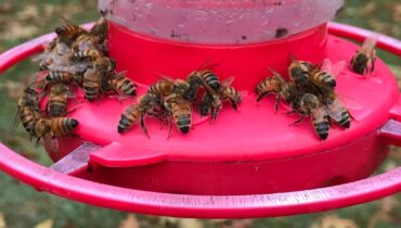 This Simple Nectar Ratio Change Will Finally Keep Bees Away From Your Hummingbird Feeders