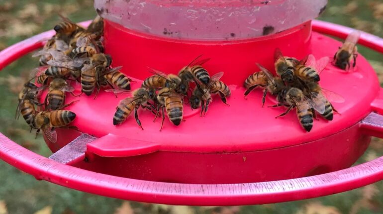 Attracting Wildlife Bees Bird Feeding Garden Pests Hummingbird Feeders Nectar Ratio 