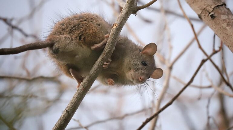 Home Security natural pest control Rat Infestation Rodent Prevention Roof Rats Wildlife Management 