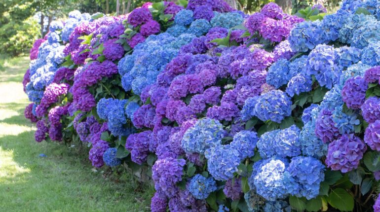 DIY Gardening Hydrangeas Layering Plant Care Propagation urban gardening 