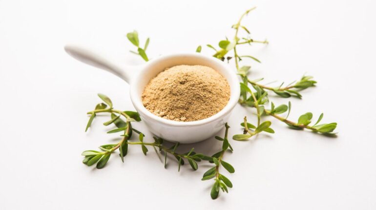 Scientists discover this tropical plant could boost memory and concentration in just 3 months Bacopa Brain Health Herbal Remedies Nootropics Scientific Research