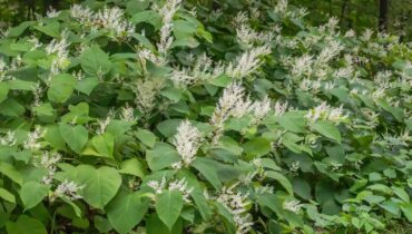 This Hidden Danger of Using Glyphosate on Japanese Knotweed That Experts Don’t Want You to Know