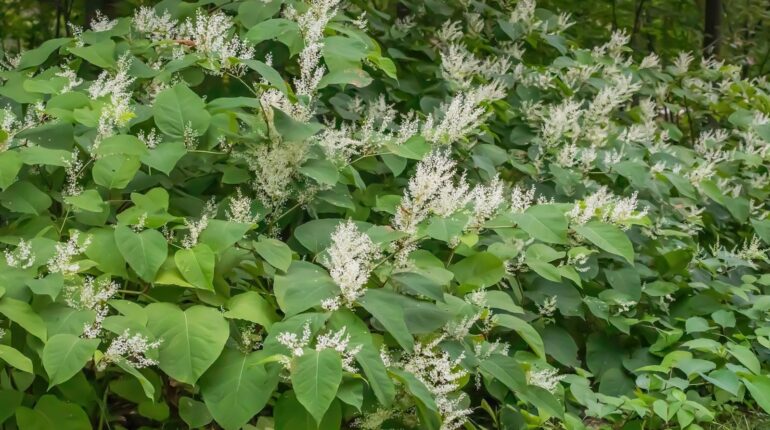 This Hidden Danger of Using Glyphosate on Japanese Knotweed That Experts Don’t Want You to Know Environmental Impact Glyphosate Health Risks Herbicides Invasive Species Japanese Knotweed Weed Control