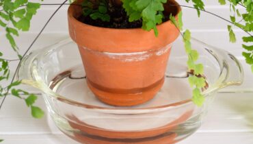 This 60-minute technique transforms ordinary houseplants into thriving green powerhouses (but never try it on these 3 plant types)
