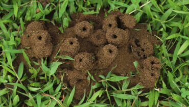 This Simple Kitchen Ingredient Could Be Your Secret Weapon Against Garden Ants