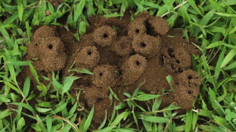 This Simple Kitchen Ingredient Could Be Your Secret Weapon Against Garden Ants Castile Soap DIY Repellent Garden Ants natural pest control Orange Oil organic gardening