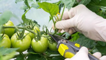 This Tomato Pruning Mistake Could Destroy Your Entire Harvest (Most Gardeners Don’t Know)