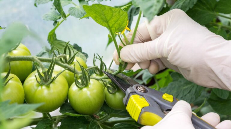 This Tomato Pruning Mistake Could Destroy Your Entire Harvest (Most Gardeners Don’t Know) Daily Harvest Garden Mistakes Gardening Tips Plant Care Tomato Pruning Vegetable Gardening