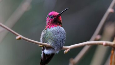 This Simple Garden Flower Brings Hummingbirds to Your Yard Without Fancy Equipment