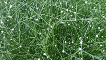 This hidden truth about your “fiber optic grass” changing color will change how you care for it forever