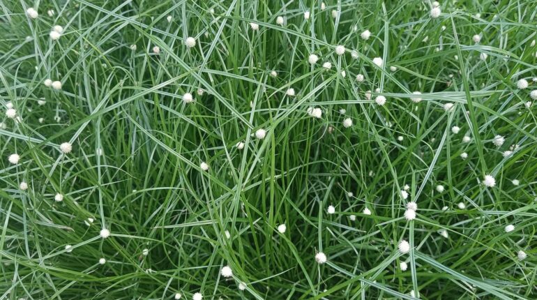 Gardening Tips Isolepis cernua Ornamental Grasses Plant Care Plant Health Seasonal Changes 