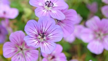 The Radical Pruning Trick That Makes Hardy Geraniums Bloom Twice as Much