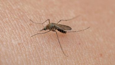 This One Device in Your Home Could Be Why Mosquitoes Keep Coming Back