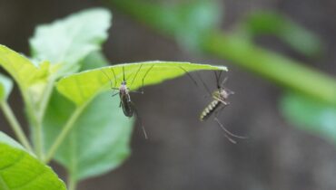 This common kitchen spice actually repels ants and mosquitoes better than chemical sprays