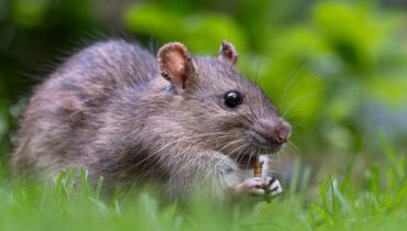 This Beautiful Spring Flower Secretly Keeps Rats Away From Your Home