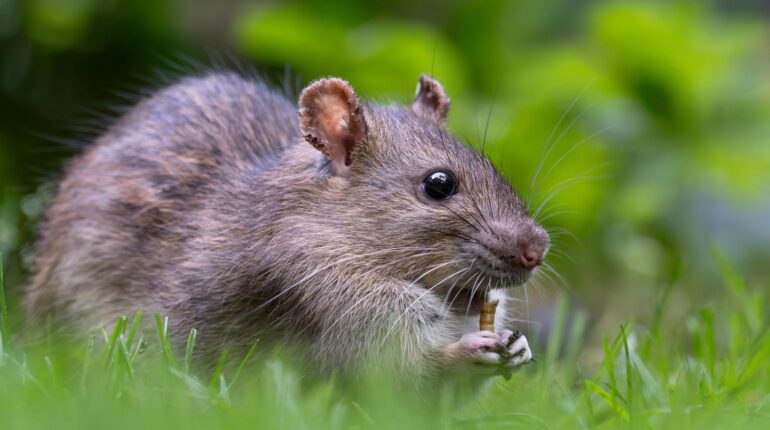 Daffodils Garden Tips Home Security natural pest control Natural Repellents Rodent Control Spring Flowers 