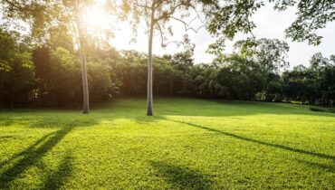 The simple trick that keeps your lawn green during heatwaves (most people do the opposite)