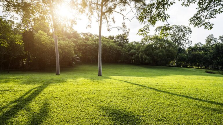 Drought Tolerant Gardening Tips Green Lawn Lawn Care Lawn Maintenance Summer Lawn 
