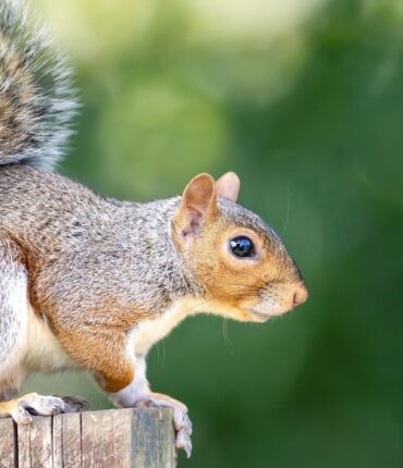 This Popular Spring Flower Is Actually a Squirrel Magnet (And What to Plant Instead)