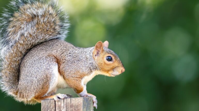 This Popular Spring Flower Is Actually a Squirrel Magnet (And What to Plant Instead) DIY Gardening Garden Flowers natural pest control Squirrels Tulips Wildlife Management