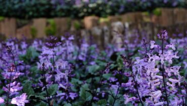 This fast-growing African shrub that butterflies can’t resist (and it’s easier to grow than you think)