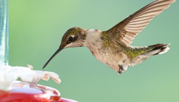 This Simple Fruit Trick Will Double the Hummingbirds in Your Garden (But It’s Not What You Think)