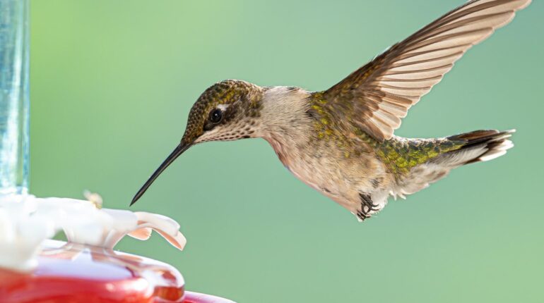 This Simple Fruit Trick Will Double the Hummingbirds in Your Garden (But It’s Not What You Think) Attracting Birds Bird Feeding Fruit Hummingbirds Protein urban gardening