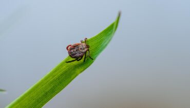 This Garden Staple Kills Ticks in Hours (And You Probably Have It)