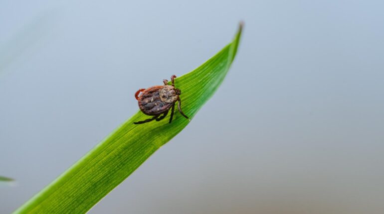 Diatomaceous Earth Garden Safety Lyme Disease natural pest control natural remedies Ticks 