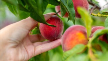 The Hidden Watering Mistake That’s Ruining Your Peach Harvest (And How Often You Should Really Water)