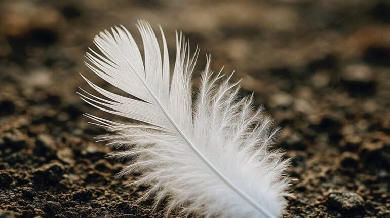 The hidden message your deceased loved one is trying to send you through white feathers Afterlife comfort food Grief Spiritual Signs Spirituality Symbolism
