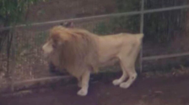 Expert reveals why experienced woman was attacked by lion at Australian zoo: “It could be linked to her…” Animal Attack Australia Expert Analysis Lion Attack Zoo Incident Zoo Safety
