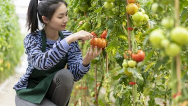 The 3 critical mistakes that destroy tomato harvests before they even begin