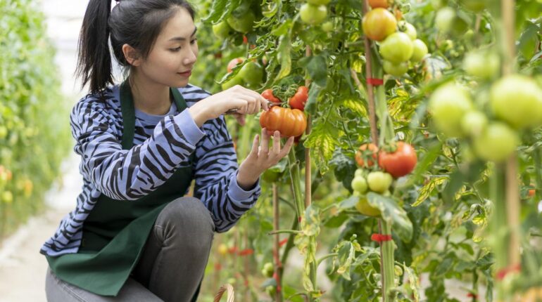 Daily Harvest Gardening Tips natural pest control Plant Care Soil Health Tomato Growing Vegetable Gardening 