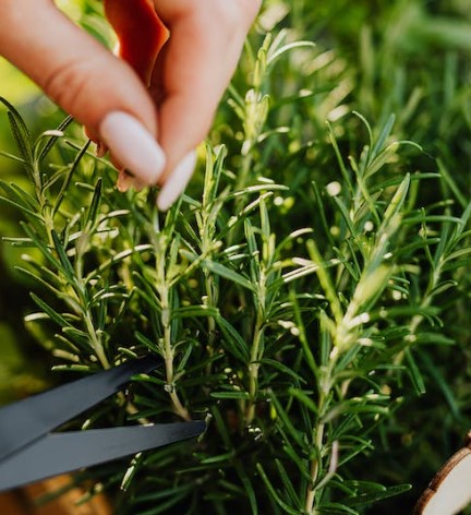 Easy Tips for Growing