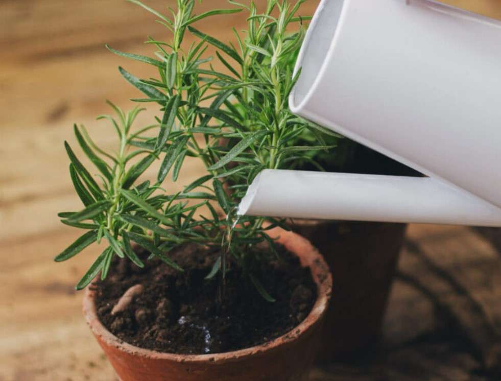 Easy Tips for Growing