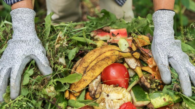 The surprising kitchen waste that transforms your garden (and keeps pests away for months) Composting Garden Pests Kitchen Waste Natural Repellents organic gardening Soil Health