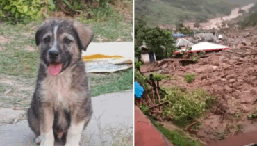 A five-month-old puppy saved 67 people from a devastating landslide in India. This is Rocky. A five-month-old puppy saved 67 people from a devastating landslide in India. This is Rocky.