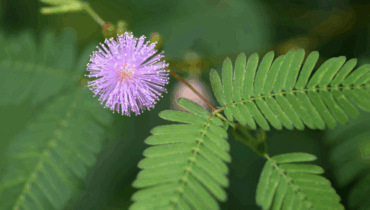 Mimosa Pudica: The Shy Plant with Powerful Healing Benefits Mimosa Pudica: The Shy Plant with Powerful Healing Benefits