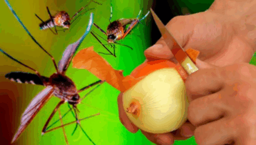 Mosquitoes Gone in 1 Minute! Try This Free Onion-Based Organic Repellent Recipe