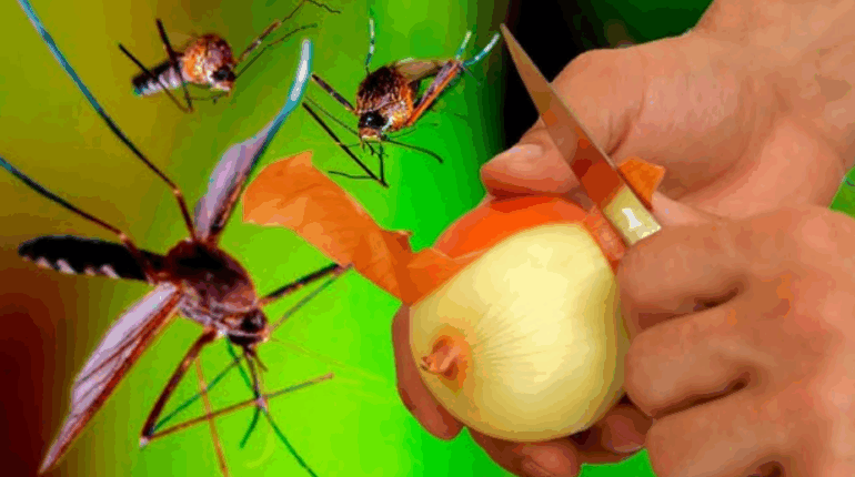 chemical-free bug spray clove oil mosquito remedy DIY mosquito spray eucalyptus oil repellent garlic for mosquitoes natural mosquito repellent onion mosquito repellent 