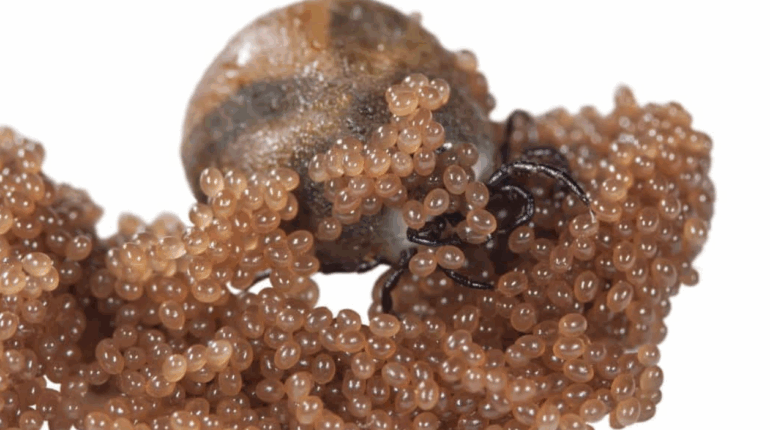 how to identify tick eggs natural tick control tick eggs in yard tick infestation prevention tick-borne diseases 