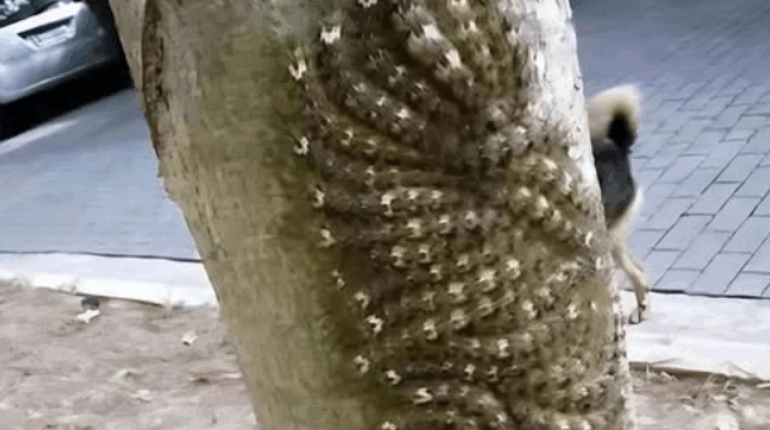 caterpillar sting deadly hidden nature risks Lonomia caterpillar danger parenting outdoor safety venomous insects in trees 