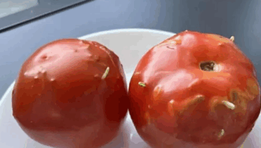 My tomatoes looked spoiled—what I found shocked me to the core