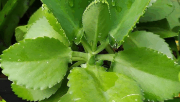 Discover the Hidden Treasure in Your Home: Kalanchoe and Its Medicinal Properties