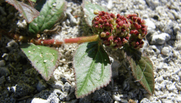 Euphorbia Hirta: The Backyard Weed With Golden Healing Powers Euphorbia Hirta: The Backyard Weed With Golden Healing Powers